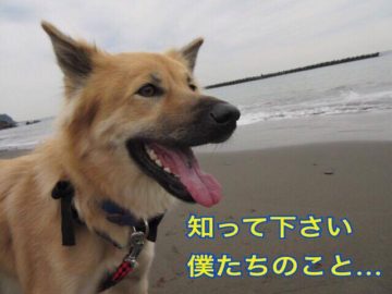 14997246_704332443065498_121378703_n